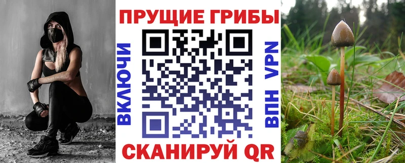 Галлюциногенные грибы Psilocybine cubensis Домодедово